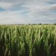 Get agronomy EAMUs from CCC Agronomy Photo by Drew Collins on Unsplash